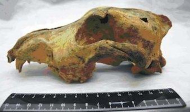 The skull of a 33,000-year-old canid was found in a cave in the Altai Mountains of southern Siberia.