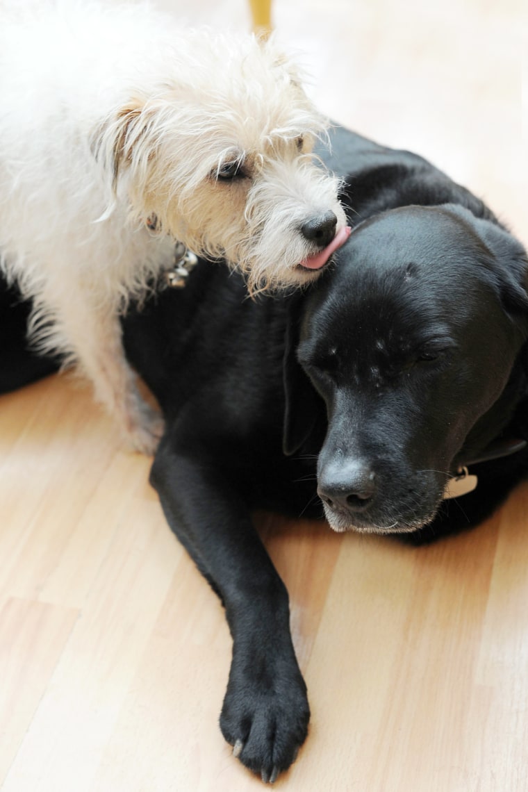 PIC BY MATTHEW HORWOOD / CATERS NEWS - (PICTURED; Eddie and Milo (R-L)) - A loyal pooch has taken on the role as guide-dog for his older, bigger, blin...