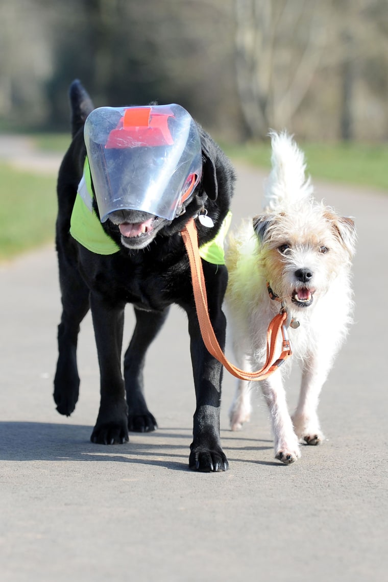PIC BY MATTHEW HORWOOD / CATERS NEWS - (PICTURED; Eddie and Milo (L-R)) - A loyal pooch has taken on the role as guide-dog for his older, bigger, blin...