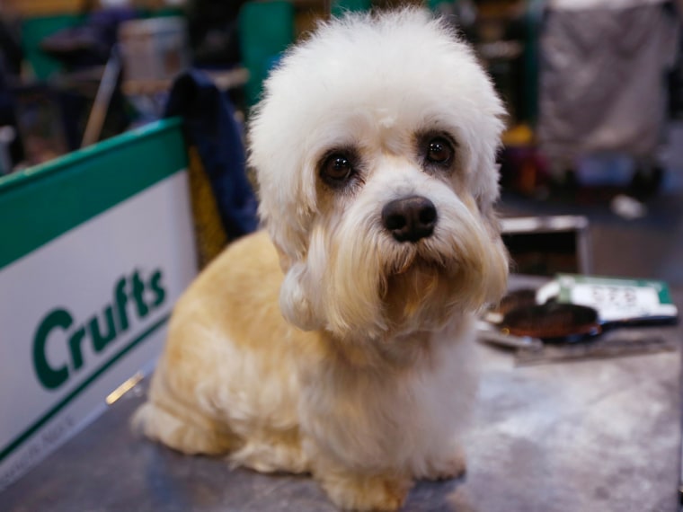 A Dandie Dinmont Terrier awaits judging during the first day of the Crufts Dog Show in Birmingham, central England March 7, 2013. REUTERS/Darren Stapl...