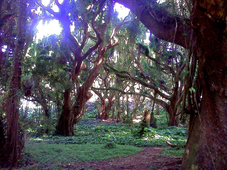 Image: Forest in Maui