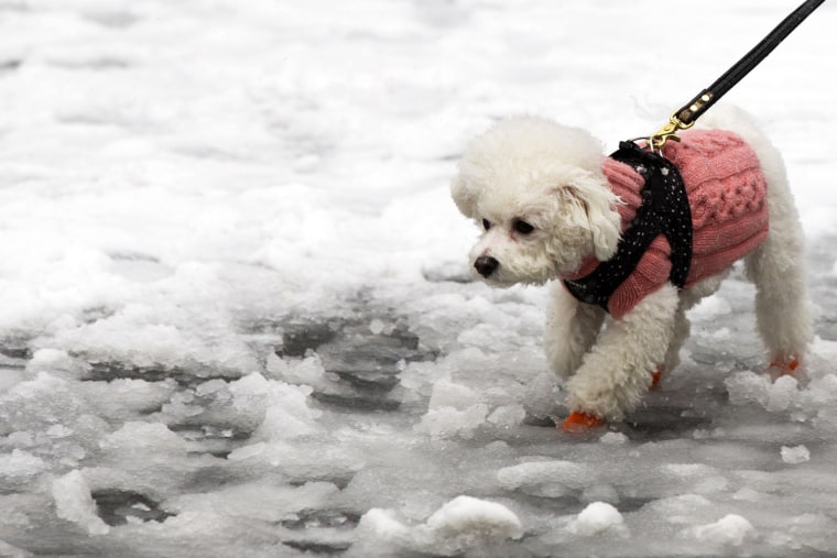 A dog wears a winter sweater and booties during a walk in Madison Square Park in New York, on March 8.