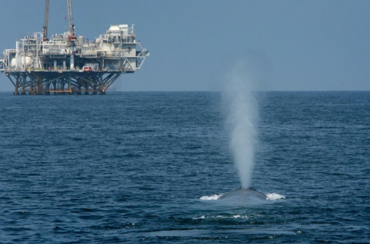 A rare and endangered blue whale, one of at least four feeding 11 miles off Long Beach Harbor in the Catalina Channel, spouts near offshore oil rigs after a long dive in 2008.