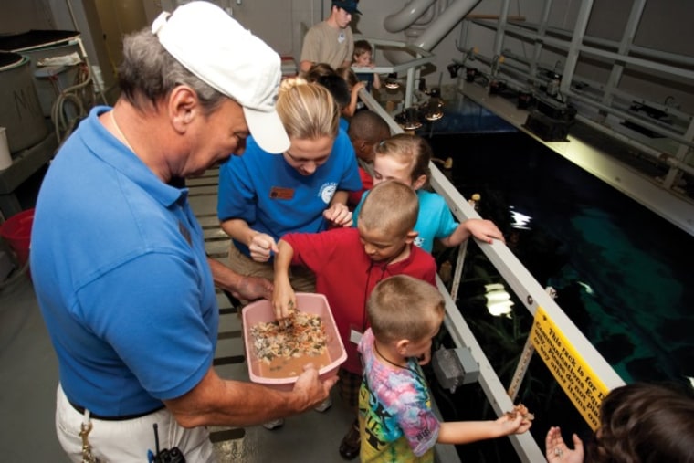 Image: Tennessee Aquarium