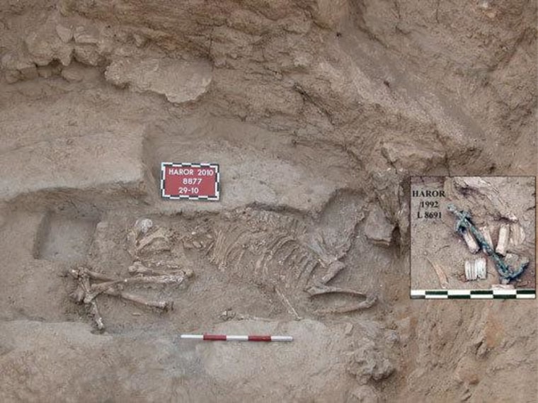 Bronze Age Donkey Sacrifice Found In Israel