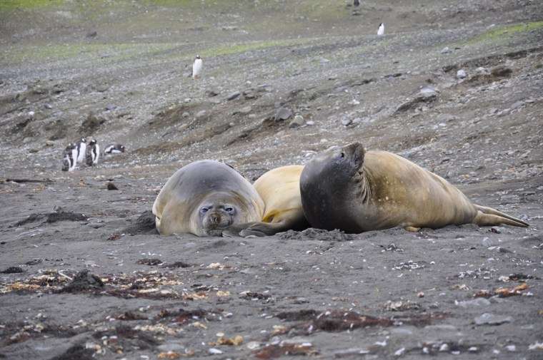 Seals nap on Aitcho Island.