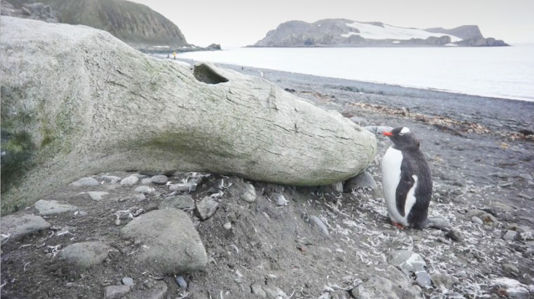 A penguin takes shelter from the wind behind a whalebone