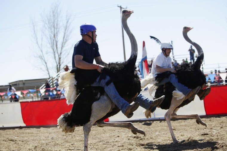 Dustin Murley and Jessey Sisson race on their ostriches during the annual Ostrich Festival in Chandler, Ariz, March 10.