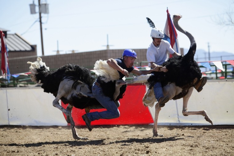 Dustin Murley falls off his ostrich as Jessey Sisson looks on during the ostrich race at the annual Ostrich Festival in Chandler, Ariz.