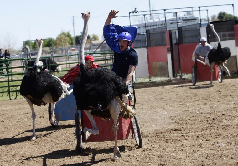 Dustin Murley raises his hand as he races his ostrich during the annual Ostrich Festival in Chandler, Ariz.