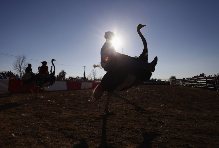 Jessey Sisson rides his ostrich during the ostrich race at the annual Ostrich Festival.