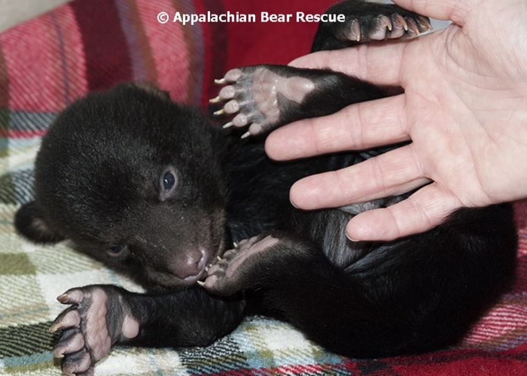 Bear cubs