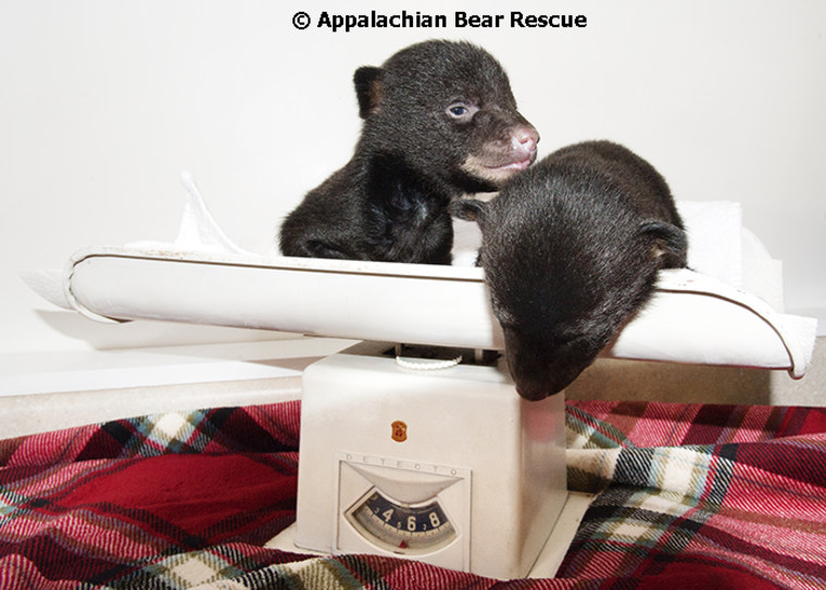 home - Appalachian Bear Rescue