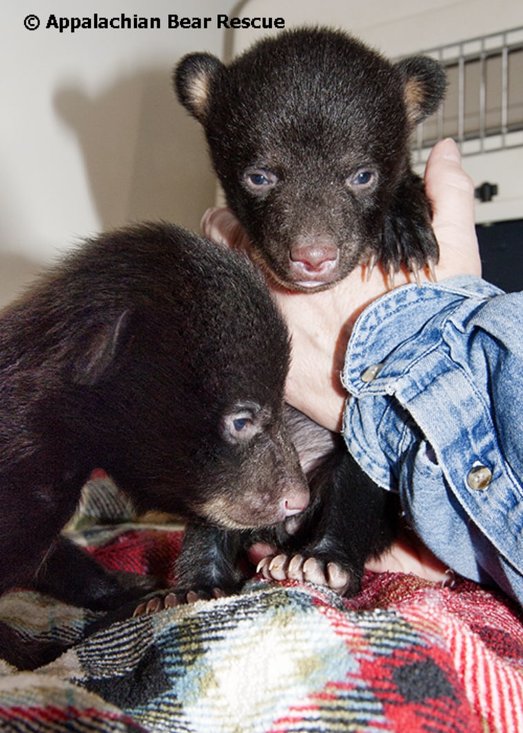 Bear cubs