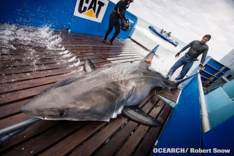 Researchers tag a great white shark in Florida waters to track its movements.