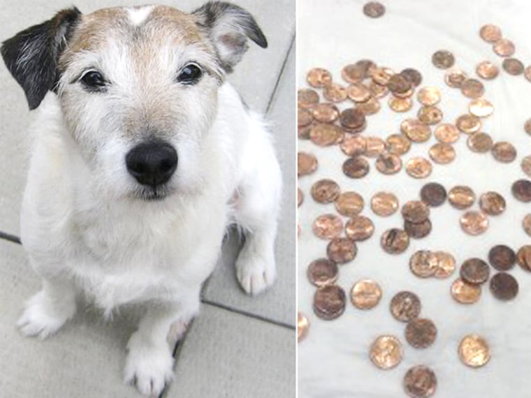 This Jack Russell is in great spirits, after recovering from eating 111 pennies.