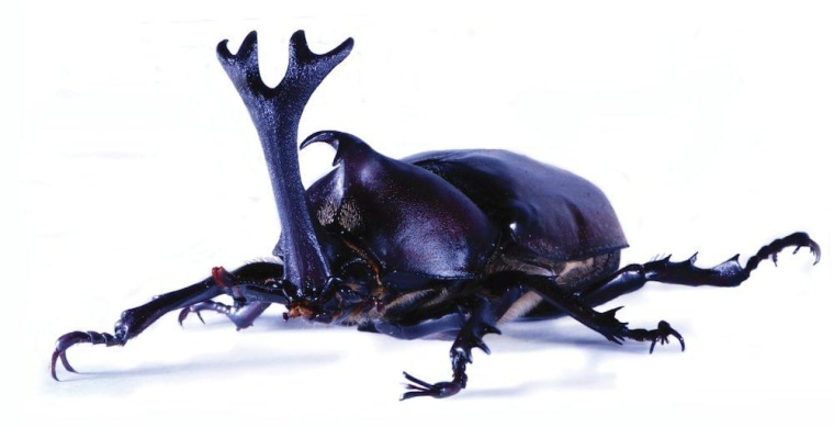 A rhinoceros beetle shows off its antler-like horn.
