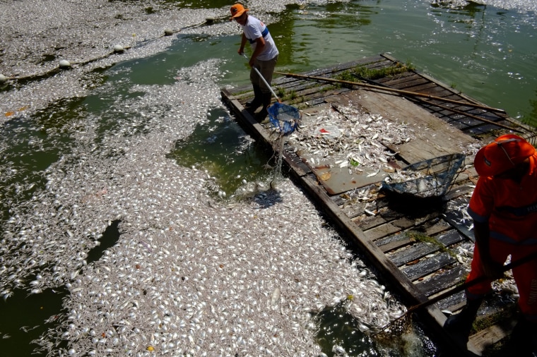 Municipal workers collect dead fish floating on the waters of the Rodrigo de Freitas lagoon, beside the Corcovado mountain in Rio de Janeiro, Brazil on March 13, 2013.