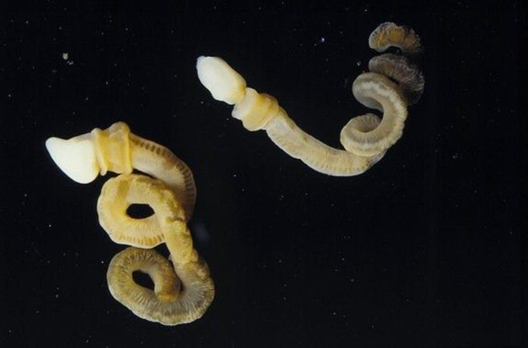 The modern acorn worm Harrimania planktophilus. The acorn worms are about 1.2 inches (32 millimeters) long when uncoiled.