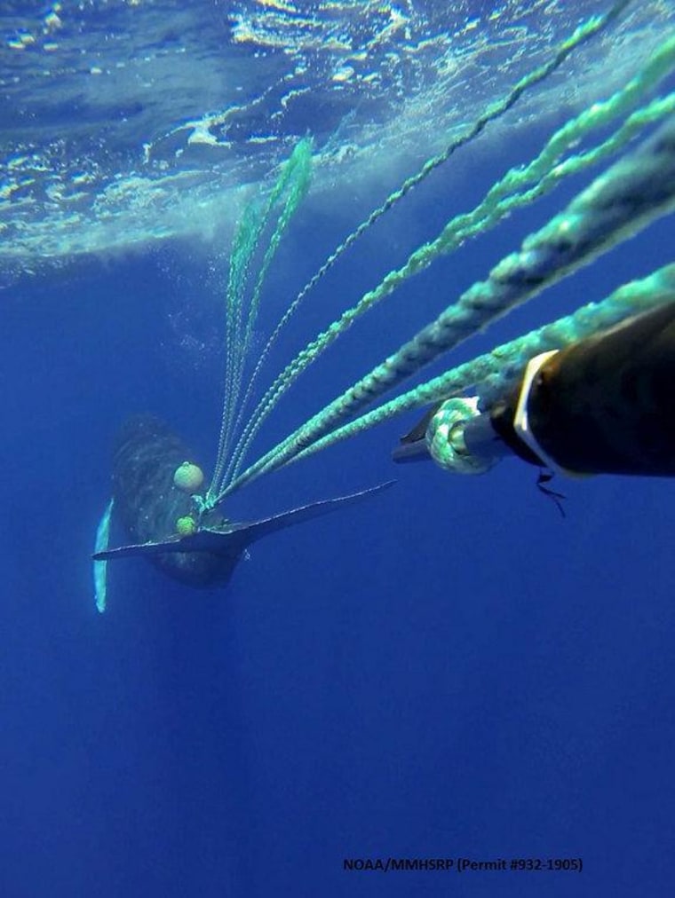An underwater image of the humpback whale entangled in fishing gear that was rescued by divers Monday in the waters off Maui, part of a marine sanctuary for the whales.