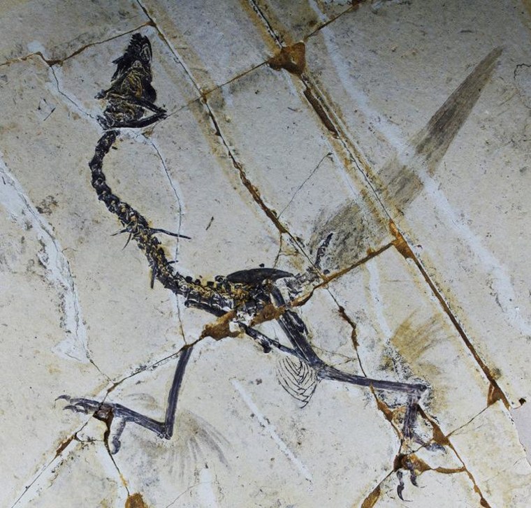 This sample of Sapeornis shows traces of feathers on the ancient bird's hind limbs.