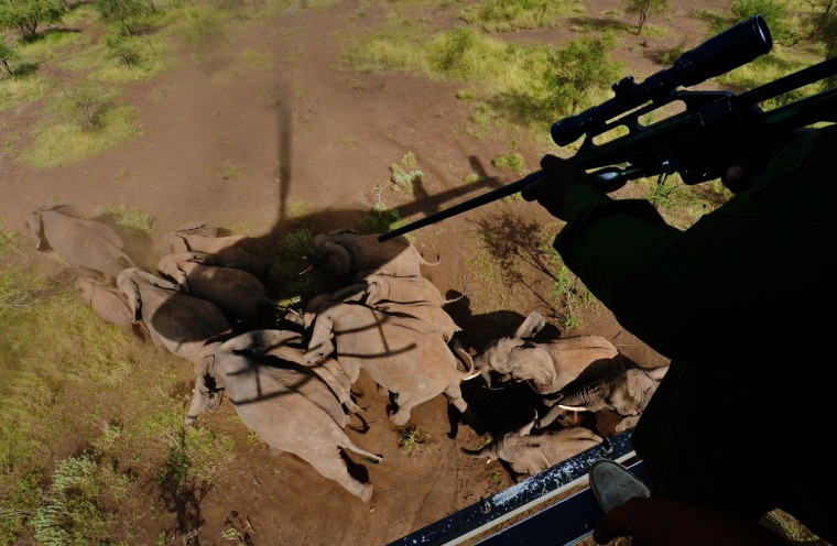 A Kenya Wildlife Services vet holds a tranquilizer gun as he views wild elephants from a helicopter in Amboseli National Park, Kenya on Thursday, March 14, 2013.