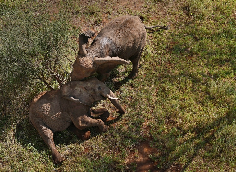 A wild elephant mother tries to help her tranquilized juvenile offspring after it was darted by a Kenya Wildlife Services vet.