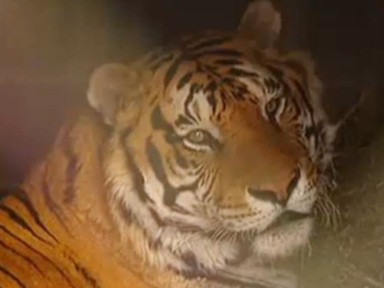North Texas tiger, Tacoma, recovering after hip surgery.