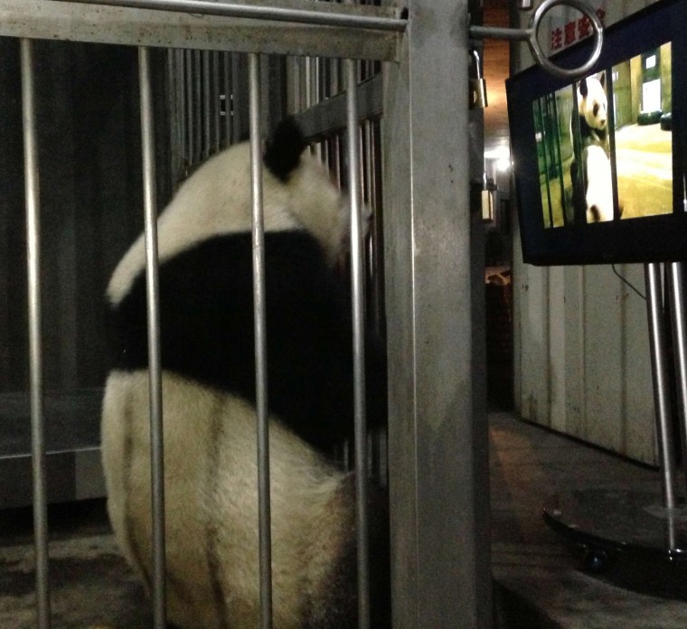 Panda porn' puts giant panda in mood to mate