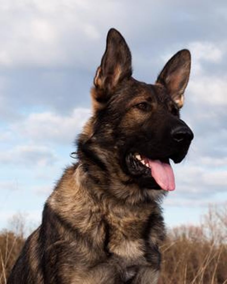 Ape, a 2-year-old Czech German Shepherd and tactical K-9 dog, will be commemorated by the FBI after being killed by a gunman in upstate New York, potentially saving the lives of agents and state police in the process.