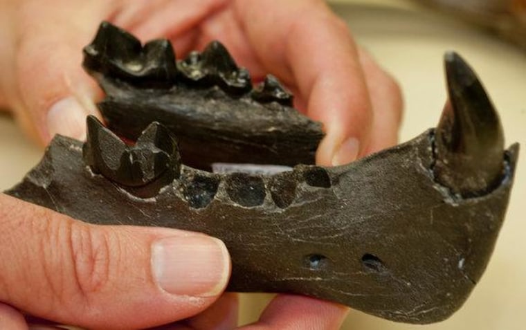 Lower jaw fossils of a 5-million-year-old saber-toothed cat (Rhizosmilodon fiteae), a smaller relative of the Smilodon species, have been found in Florida.