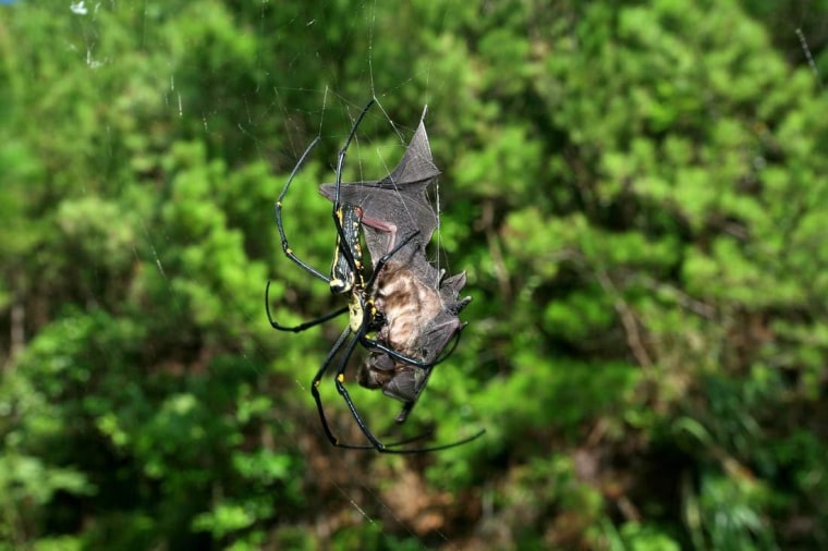 Bat-eating spiders are common and apparently creep around every continent, except Antarctica, devouring various bat species. Here, a dead bat (Rhinolophus cornutus orii) caught in the web of a female Nephila pilipes on Amami-O, Japan.