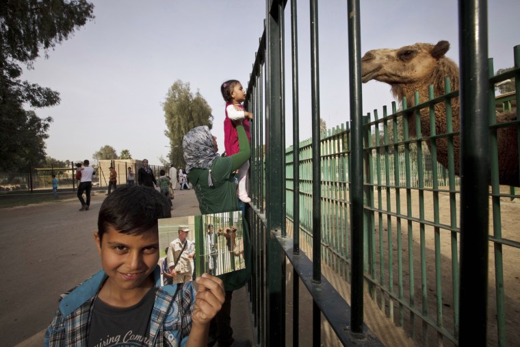 In this Friday, March 15, 2013, photo, a woman and her child look at a camel at the Baghdad Zoo as Abdullah, 8, poses with a photograph taken on July 20, 2003, at the same site by Niko Price of the Associated Press, showing a U.S. soldier visiting the newly opened zoo. The zoo was decimated during the 2003 U.S.-led invasion, when the staff fled and looters gutted the zoo and the park surrounding it. Only a handful of animals survived, and later the grounds were used as a holding facility for looters detained by U.S. soldiers. The zoo reopened in July 2003 after being rehabilitated under the care of U.S. Army Capt. William Sumner and South African conservationist Lawrence Anthony. Today, it houses more than 1,000 animals and is a popular destination for families.
