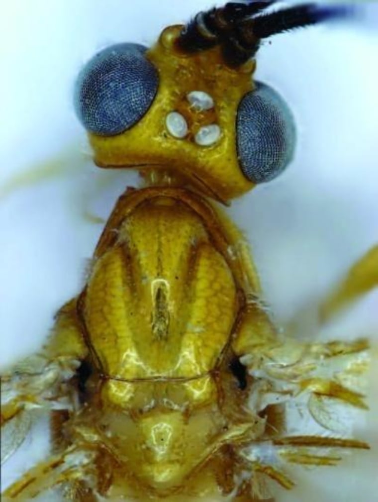 This is a close-up of Cystomastacoides kiddo, named after Beatrix Kiddo, a protagonist from Quentin Tarantino's