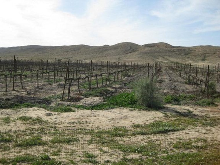 Even desert farmers today use walls to channelize and collect scarce rainwater, as in this vineyard near Sede Boqer, Israel.