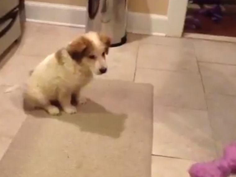 Image: Puppy trying to catch