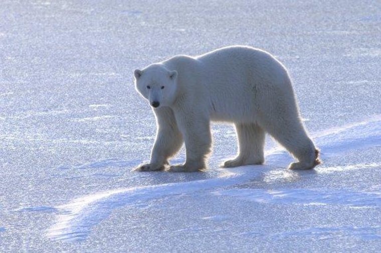 A young polar bear on the shores of Hudson Bay in Manitoba, Canada in November waiting for the sea ice to re-form.