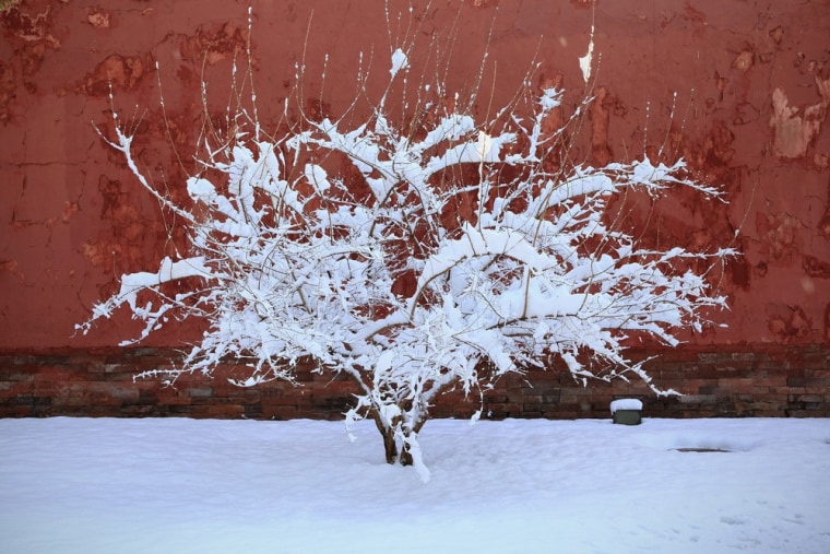 A tree covered with snow at the Imperial Ancestral Temple.