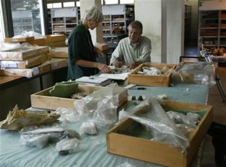 Scientist's at work in the National Museum of Kenya in Nairobi in 2007. As this African nation prepared to unveil 'Turkana Boy' more than two decades after his discovery, his first public outing created a storm.