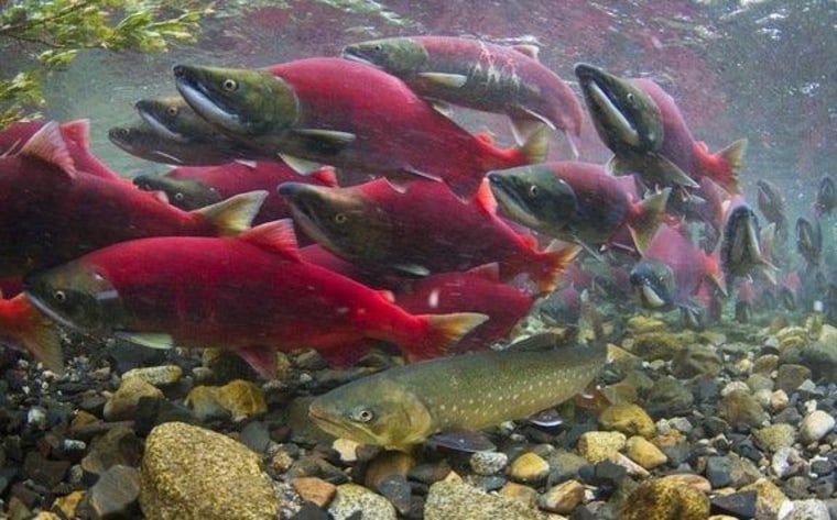 Bright pink sockeye salmon swarm above a brown Dolly Varden trout, which is lurking in wait for an egg meal.