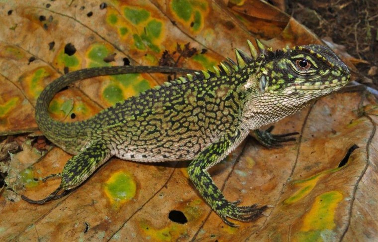 This image shows a male specimen representing the newly discovered species of woodlizard known as Enyalioides binzayedi. License: CC-BY 3.0: http://creativecommons.org/licenses/by/3.0/us/