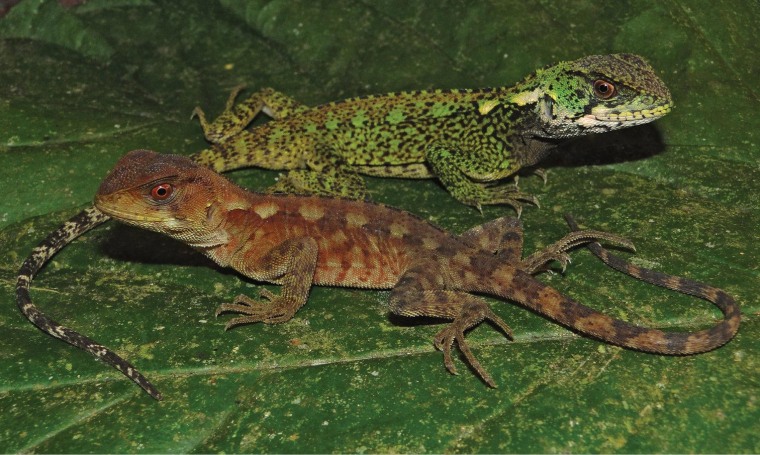 A male and a female of the newly discovered species known as Enyalioides azulae show off their colors. License: CC-BY 3.0: http://creativecommons.org/licenses/by/3.0/us/