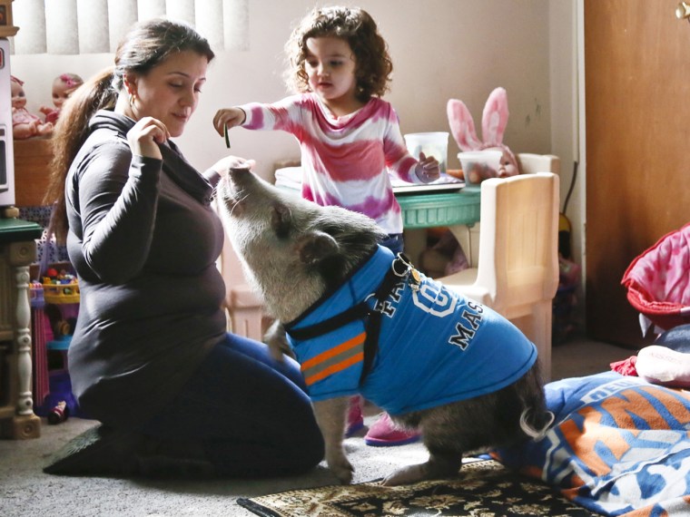 Danielle Forgione and her daughter, Olivia, 3, play with Petey, the family's pet pig, on Thursday, March 21, 2013, in the Queens borough of New York. ...