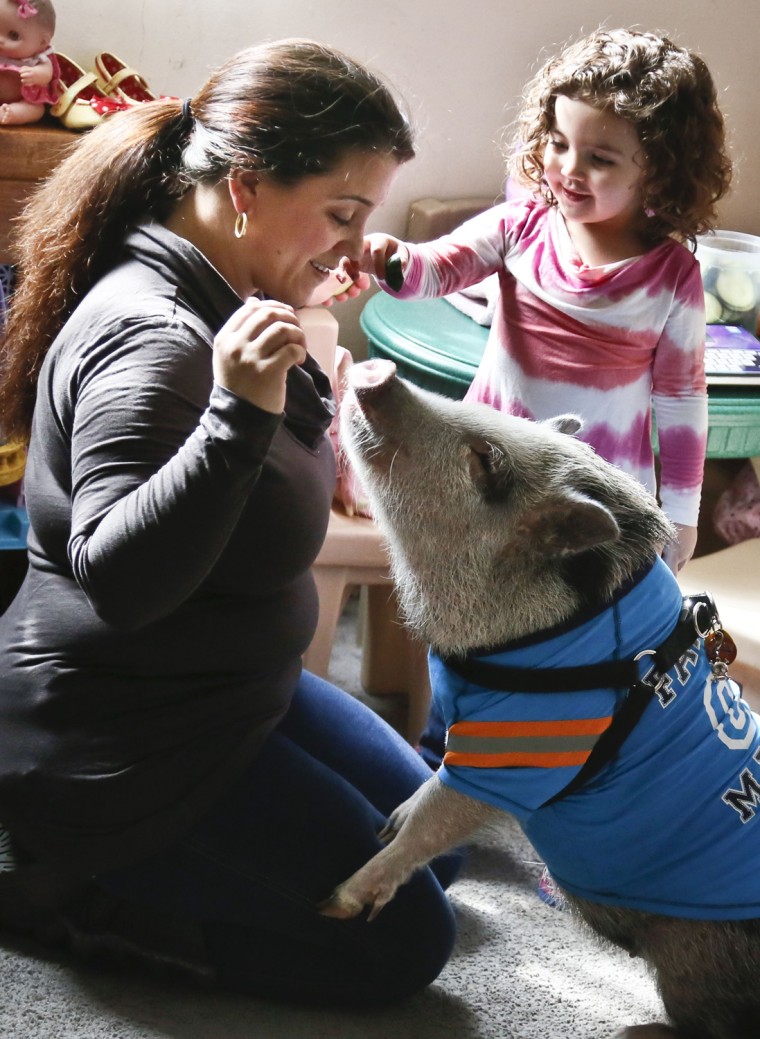 Danielle Forgione, left, and her daughter Olivia, 3, play with Petey, the family's pet pig, on Thursday, March 21, 2013, in the Queens borough of New ...