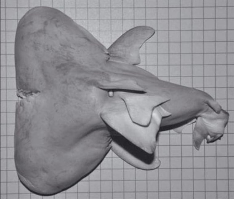 The two-headed bull shark fetus. It's about 8 inches (20 centimeters) from head to head.