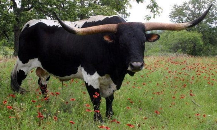 New world breeds, such as the Texas longhorn, derived from two separate lineages originating in Europe and India, new research suggests.