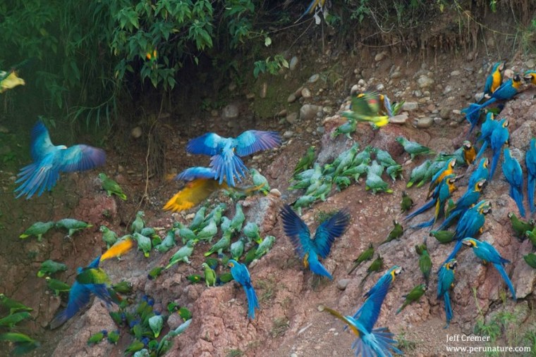 Macaws and other birds gather at a