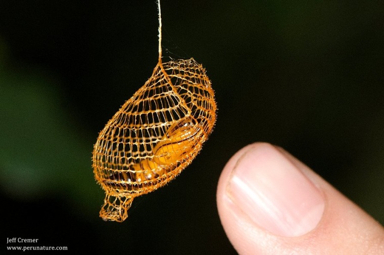 The cocoon of a urodid moth hangs like a basket.