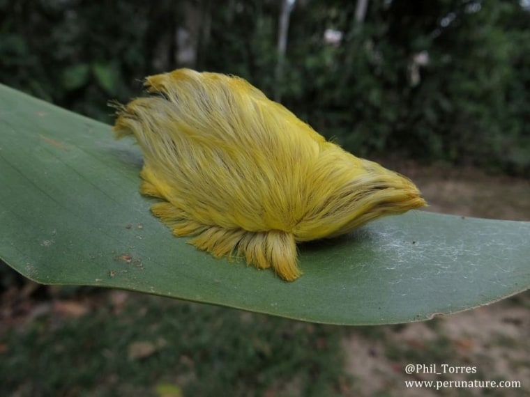 The larval form of a flannel moth, also known as a puss caterpillar, looks like a yellow toupee.