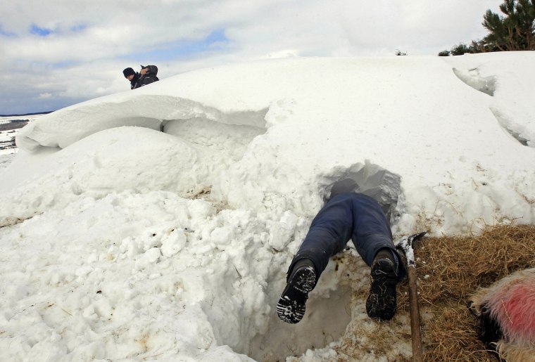 Farmer Donald O'Reilly searches for sheep or lambs trapped in a snow drift in the Aughafatten area of County Antrim, Northern Ireland on March 26. At least 140,000 homes and businesses in Northern Ireland were left without power over the weekend following heavy snowfall, causing snowdrifts of up to 5 metres (18 feet).